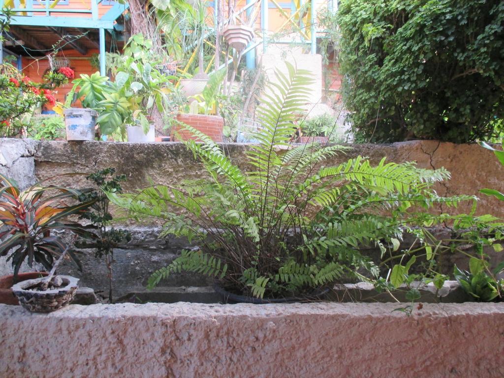 Hotel Flemming Tree Providencia Island Екстер'єр фото