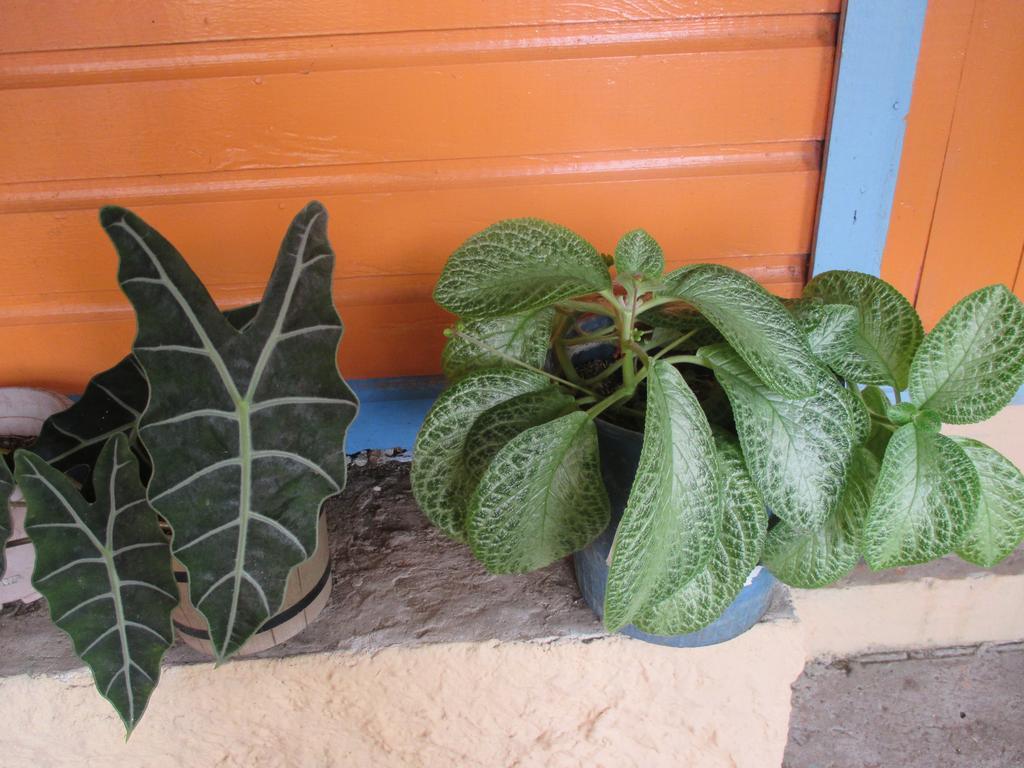 Hotel Flemming Tree Providencia Island Екстер'єр фото